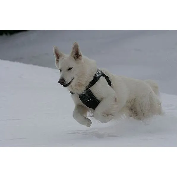 JULIUS K9 IDC Chest Pad